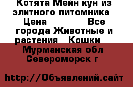 Котята Мейн-кун из элитного питомника › Цена ­ 20 000 - Все города Животные и растения » Кошки   . Мурманская обл.,Североморск г.